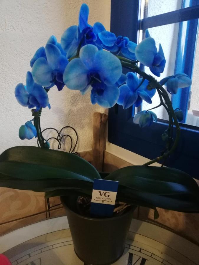Parfumu Di Celu Hotell Santa-Lucia-di-Mercurio Eksteriør bilde